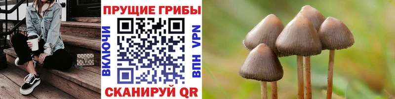 Галлюциногенные грибы Psilocybe  Купить  Тихвин 